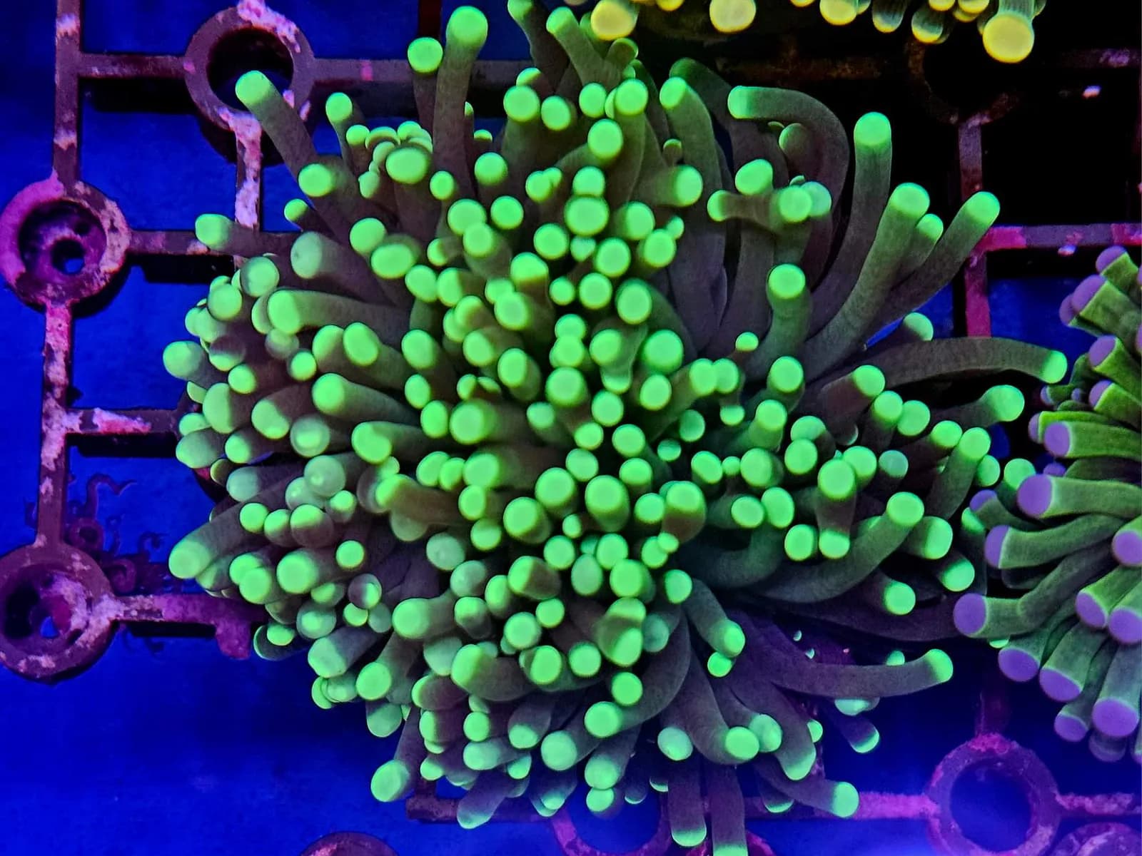 Torch Coral