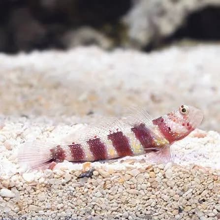 Wheeleri Goby