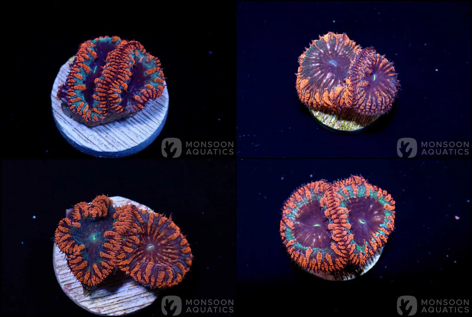 Frag Ultra var