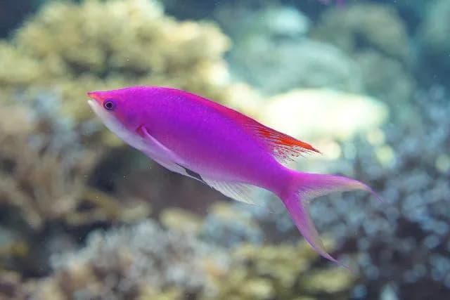 Amethyst Anthias