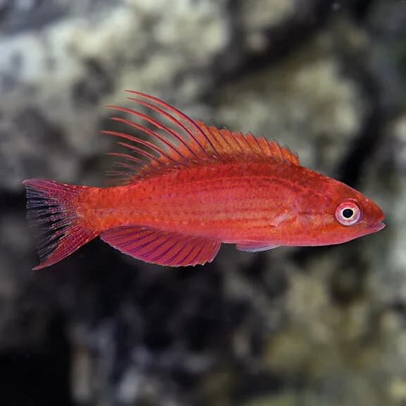 Blue Flasher Wrasse
