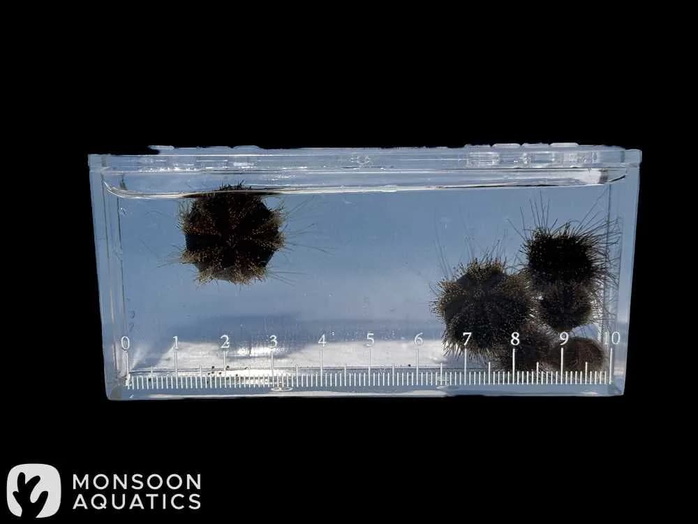 Aquacultured Tuxedo Urchin Medium Baby 1.5cm+