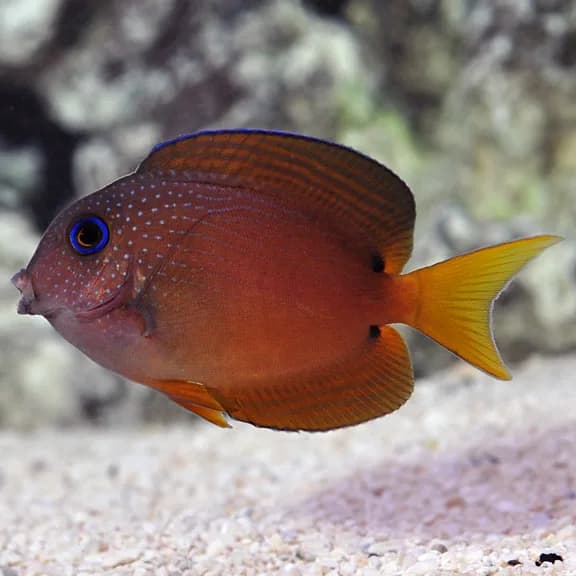 Bristletooth Tang
