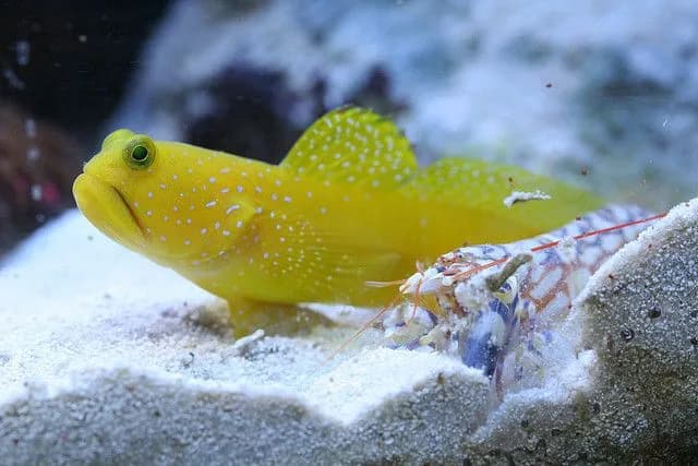 Yellow Watchman Goby & Shrimp Pair