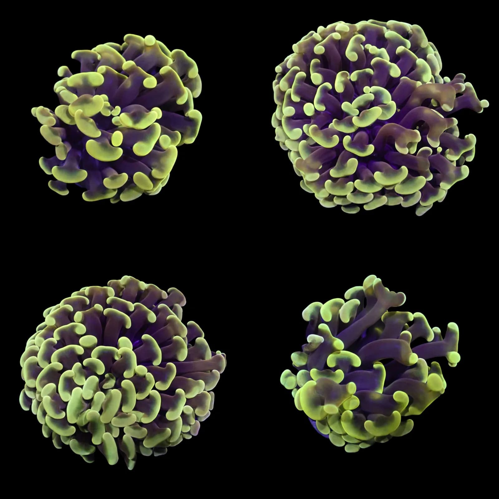 Frag Ancora Gold/Yellow Tip