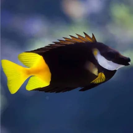Fiji Foxface