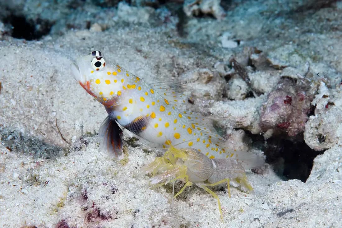 Gold spotted Goby With Pistol Shrimp