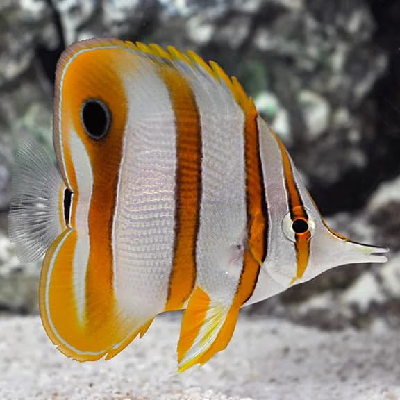 Copperband Butterfly