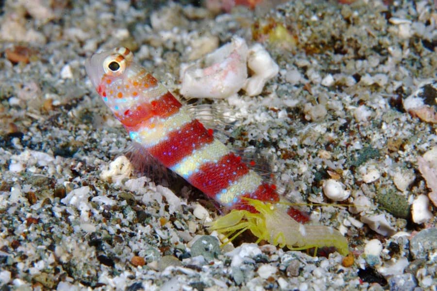 Wheeleri Goby & Shrimp Pair