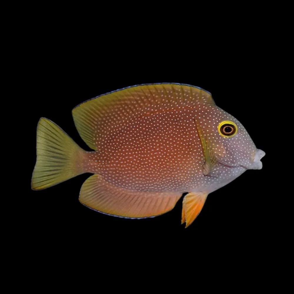 Yellow Eye Bristletooth Tang