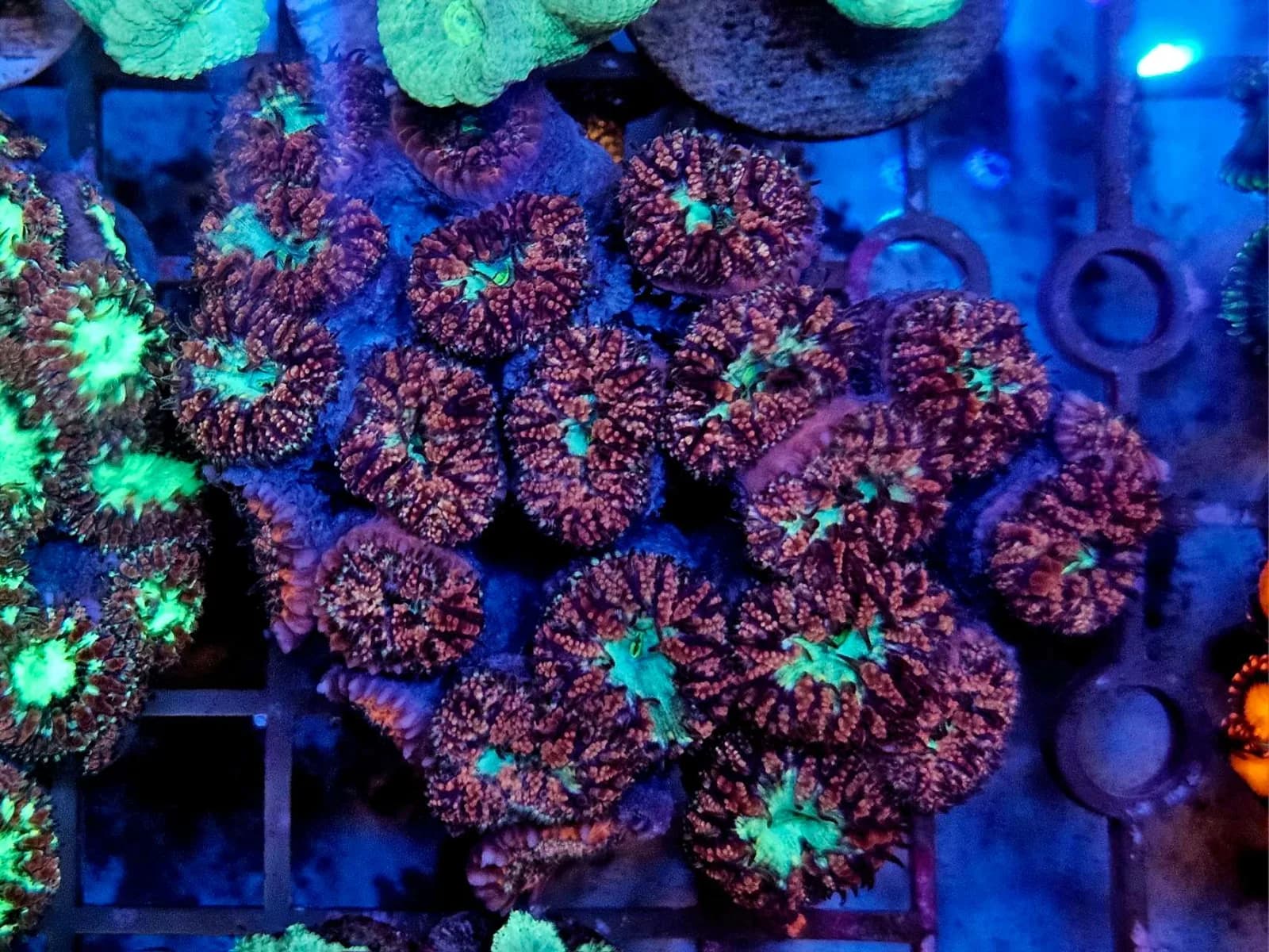 Blasto Coral