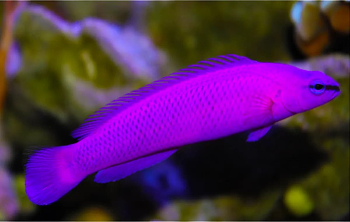 Orchid Dottyback