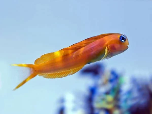 Gold Midas Blenny