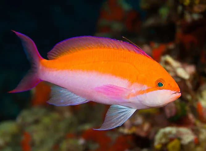 Bicolour Anthias