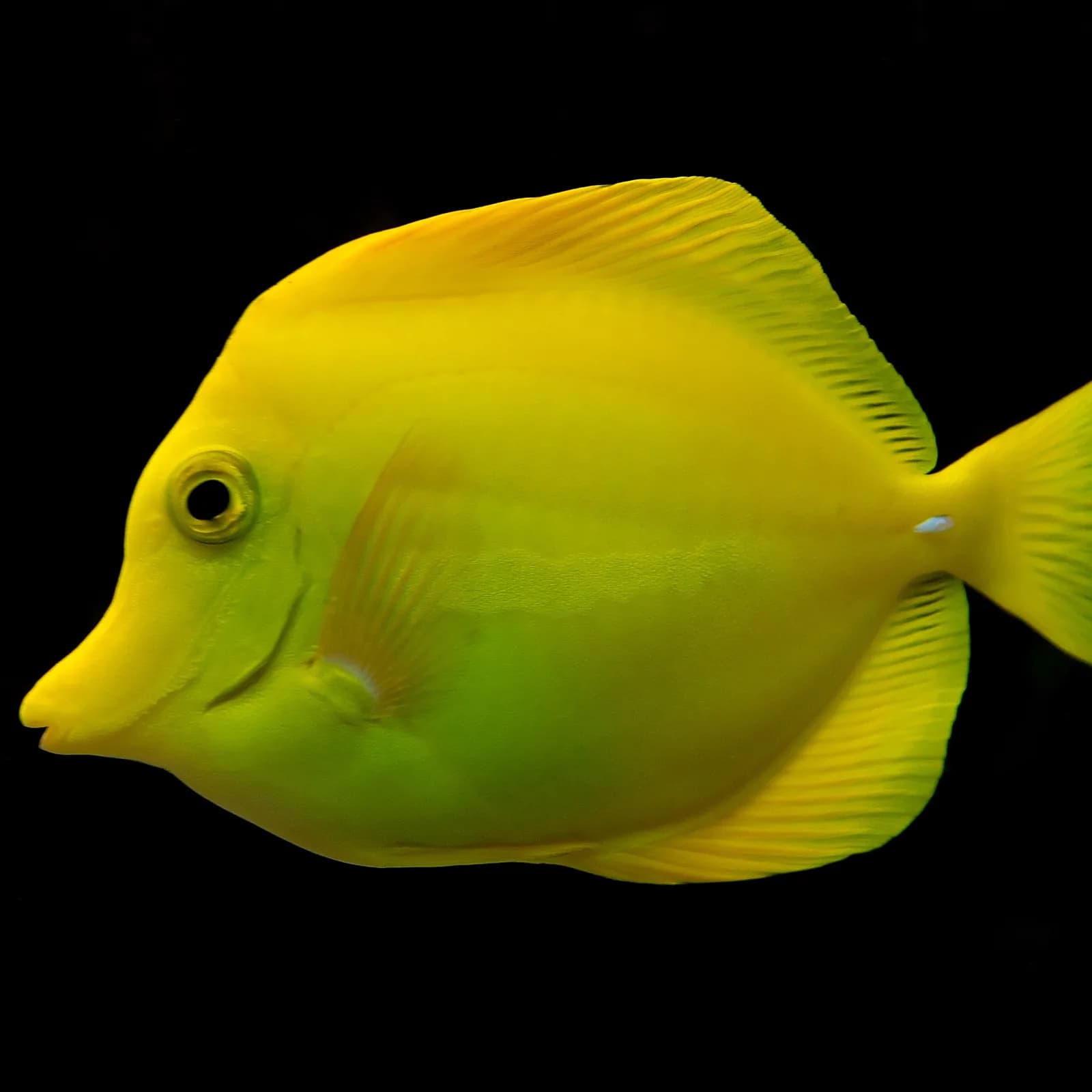 Yellow Tang