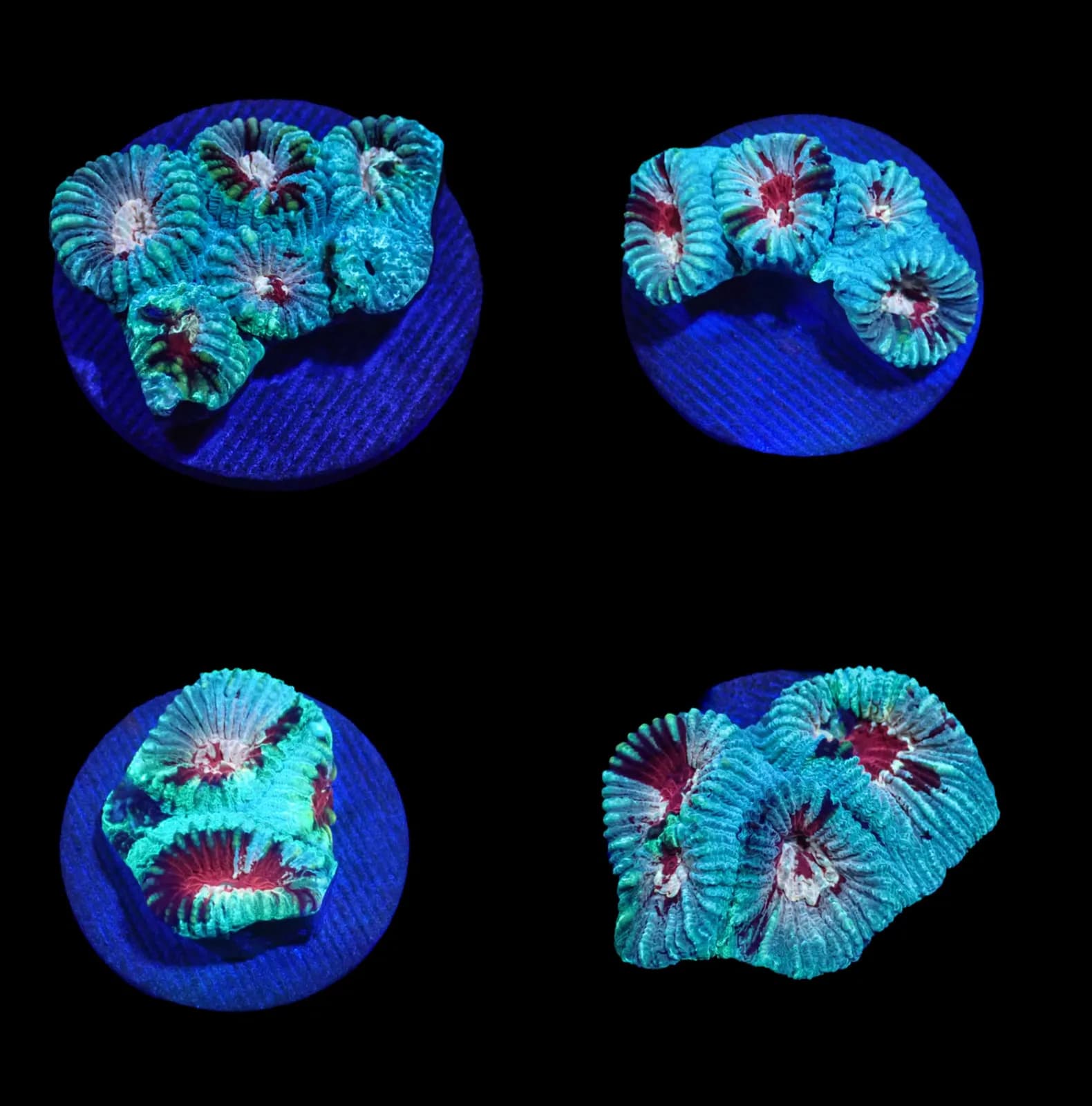 Frag Ultra Favites