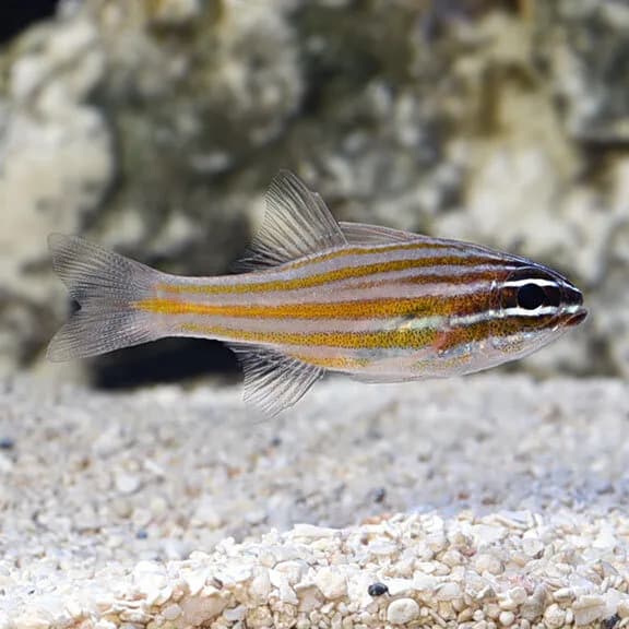 Gold Stripe Cardinal