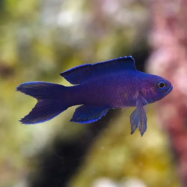 Blue Assessor