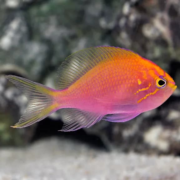 Sunburst Anthias
